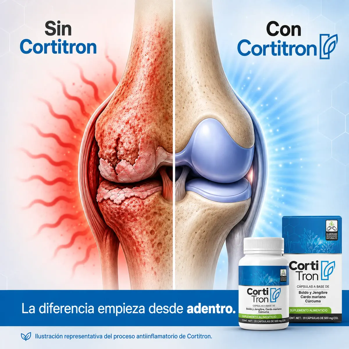 Comparación: articulación inflamada sin Cortitron y articulación protegida con Cortitron